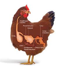 Deworming In Chicken: Why, When, How - FARMING ADVICE DIGEST