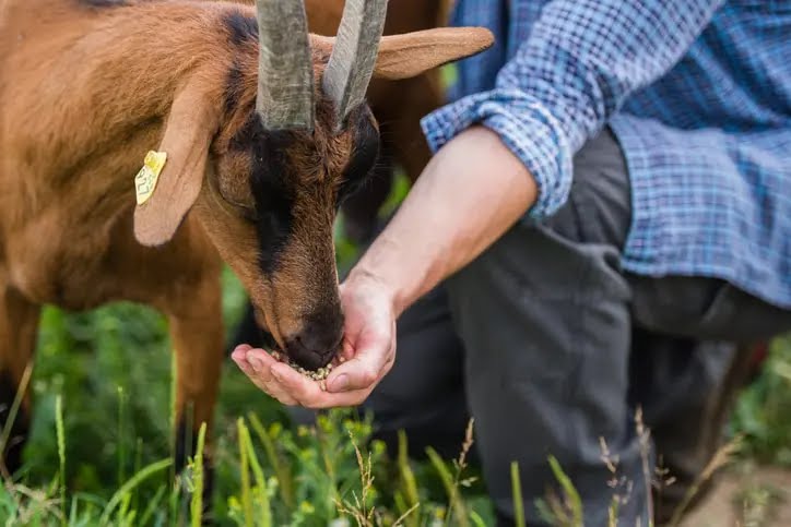 pellet-feeding-for-goat-farming-advice-digest