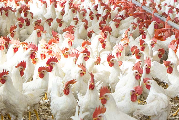 poultry-farming-difference-between-layer-and-broiler-chicken-farming