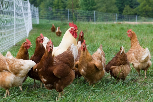 Basic requirements for organic poultry farming - FARMING ADVICE DIGEST