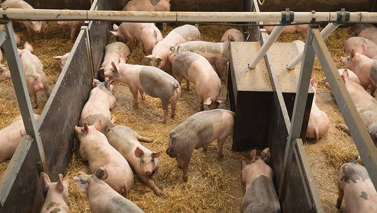 systems-of-rearing-pigs-farming-advice-digest